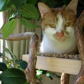 terry in tree march 2013